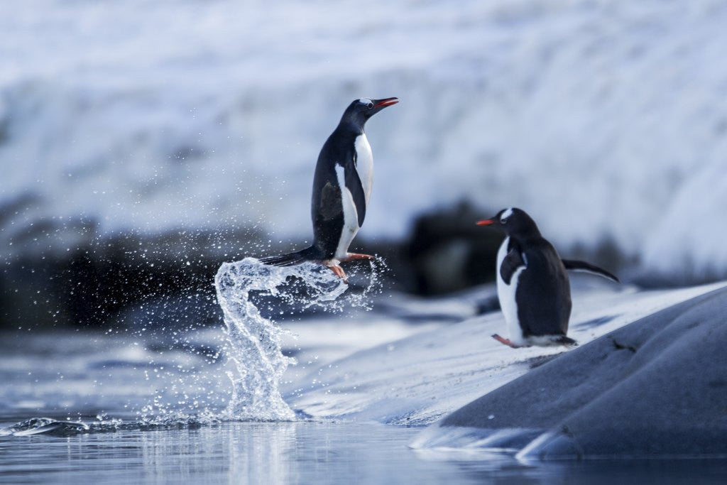Detail of Leaping gentoo penguins on Wiencke Island, Antarctica by Anonymous