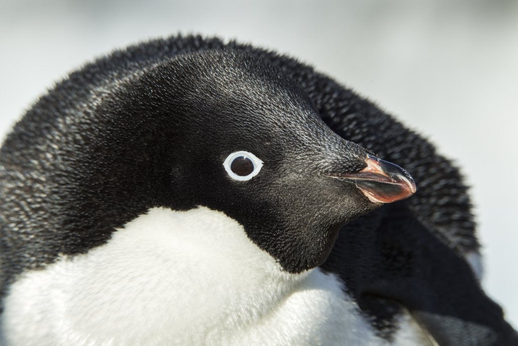 Detail of Gentoo penguin on Petermann Island, Antarctica by Anonymous