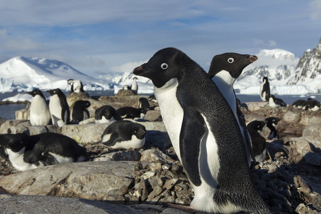 Detail of Adelie penguins on Petermann Island, Antarctica by Corbis