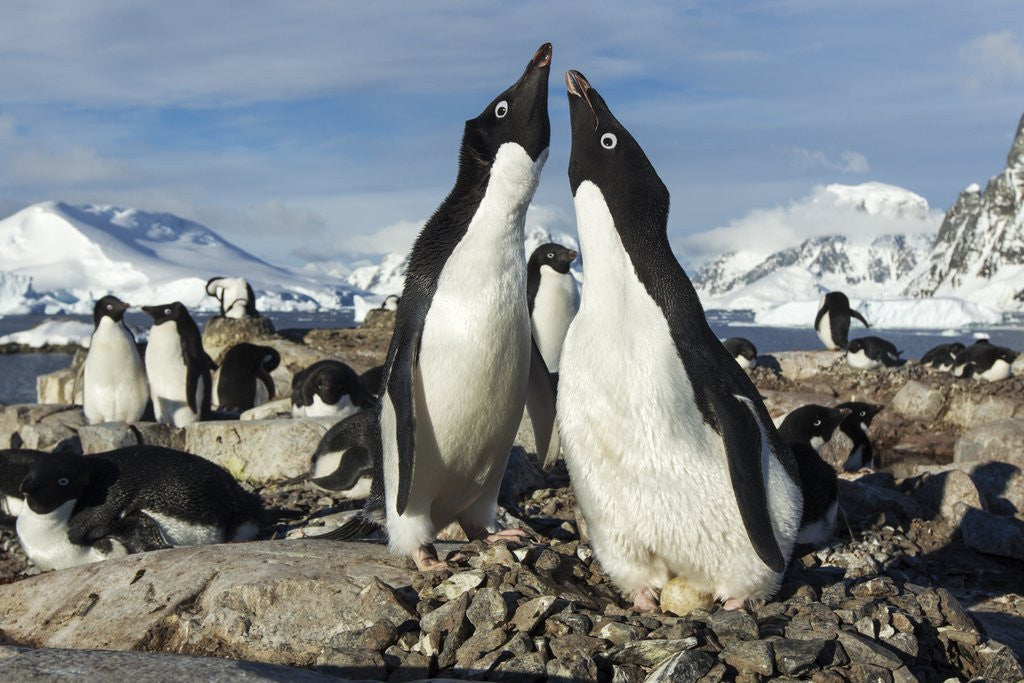 Detail of Adelie penguins on Petermann Island, Antarctica by Anonymous