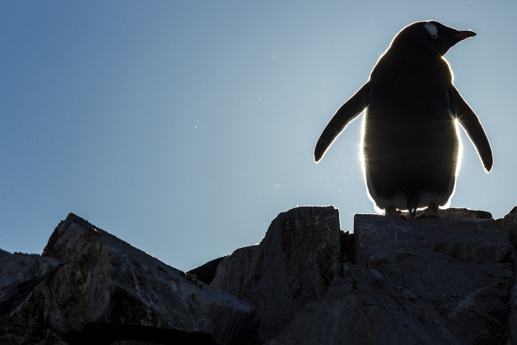 Detail of Gentoo penguin on Petermann Island, Antarctica by Anonymous