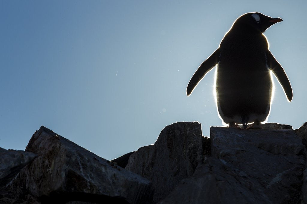 Detail of Gentoo penguin on Petermann Island, Antarctica by Corbis
