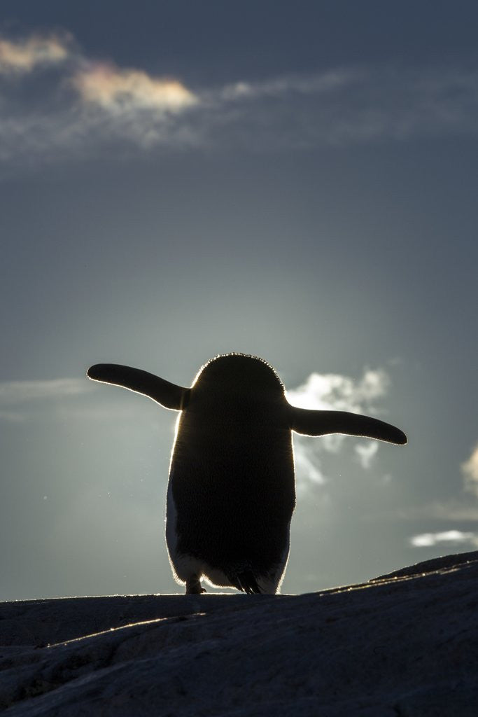 Detail of Gentoo penguin on Petermann Island, Antarctica by Anonymous