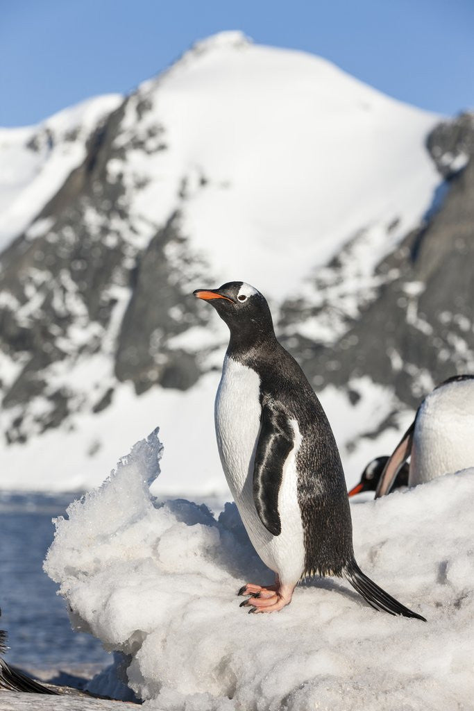 Detail of Gentoo penguin on Petermann Island, Antarctica by Anonymous