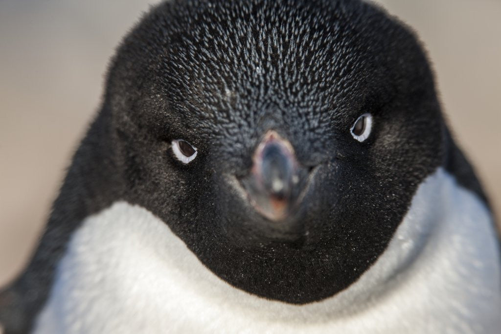 Detail of Adelie penguin on Petermann Island, Antarctica by Anonymous