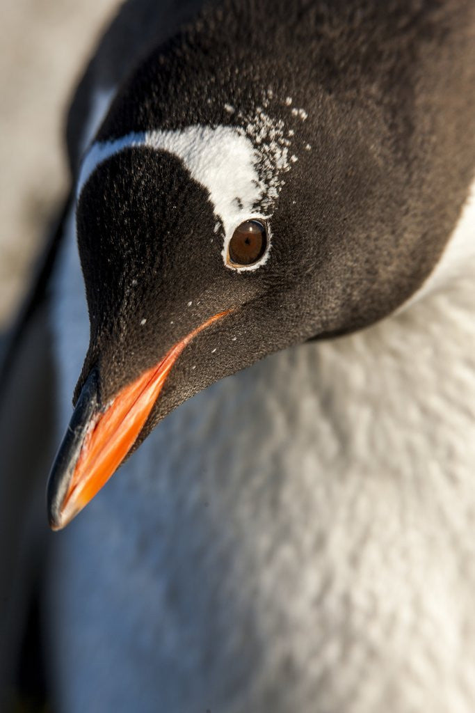 Detail of Gentoo penguin on Petermann Island, Antarctica by Anonymous