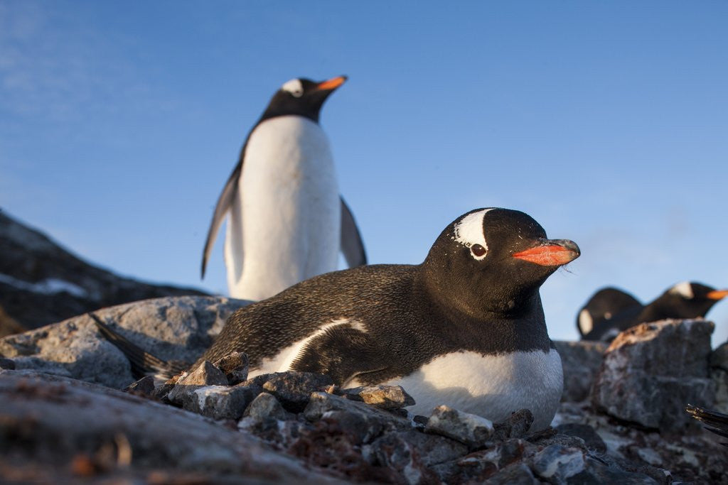 Detail of Gentoo penguins on Petermann Island, Antarctica by Anonymous