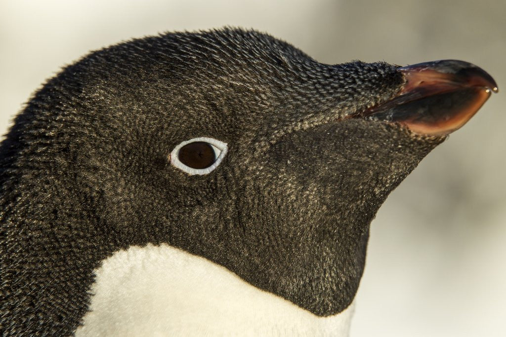 Detail of Adelie penguin on Petermann Island, Antarctica by Anonymous