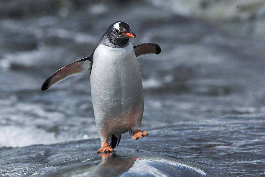 Detail of Gentoo penguin on Petermann Island, Antarctica by Anonymous