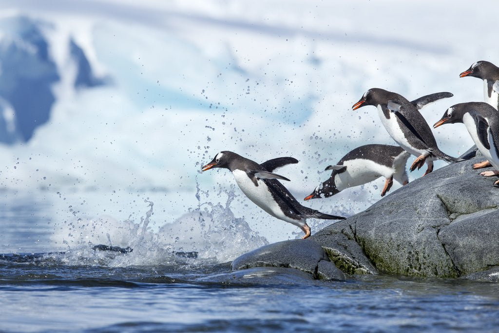 Detail of Gentoo penguins on Petermann Island, Antarctica by Anonymous