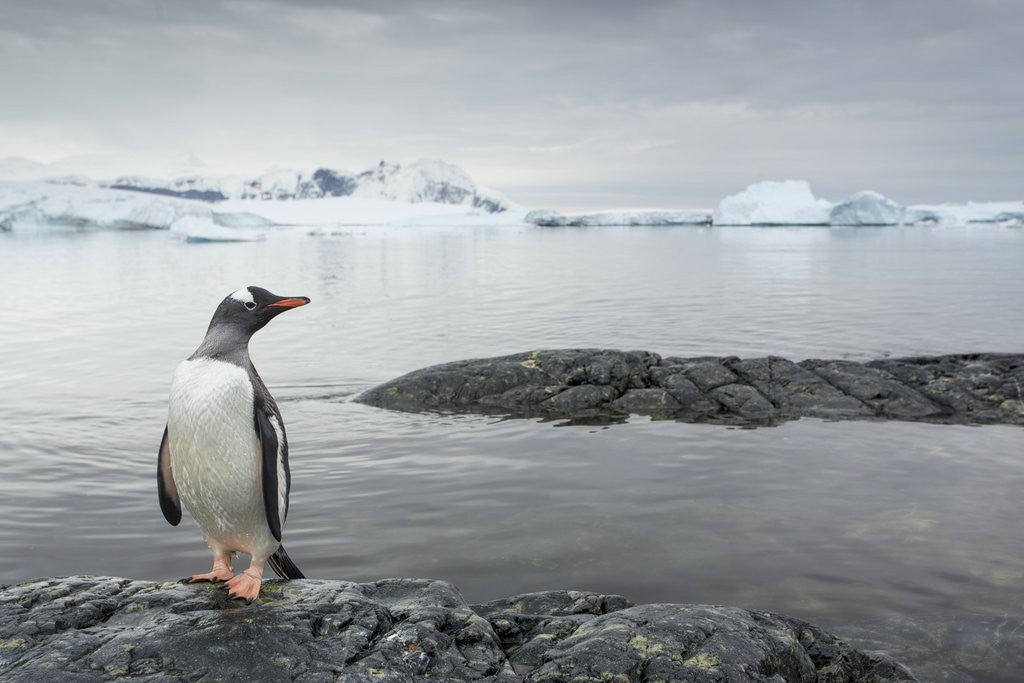 Detail of Gentoo penguin on Cuverville Island, Antarctica by Anonymous