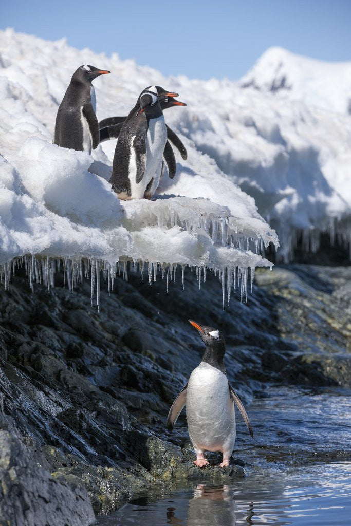 Detail of Gentoo penguins on Cuverville Island, Antarctica by Anonymous