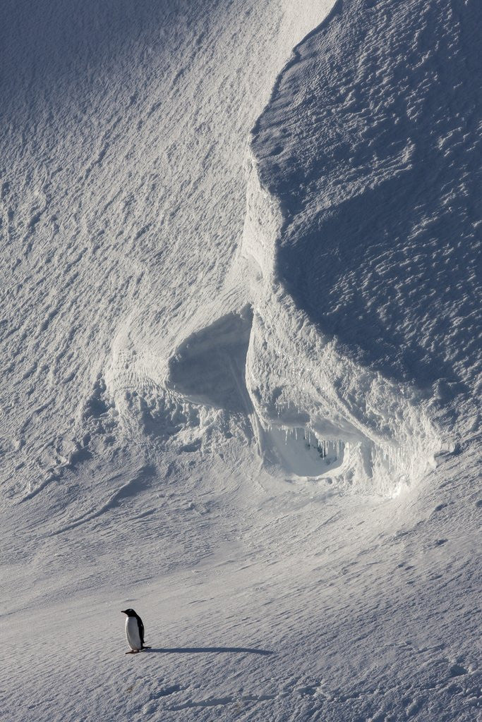 Detail of Gentoo penguin on Melchior Island, Antarctica by Anonymous