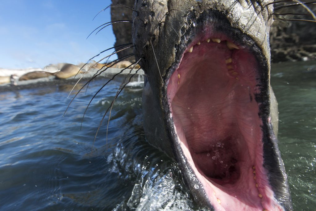 Detail of Elephant seal on Livingstone Island, Antarctica by Anonymous