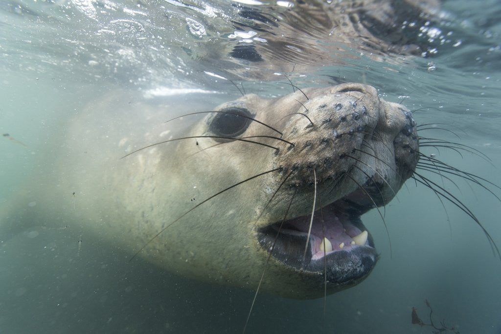 Detail of Elephant seal on Livingstone Island, Antarctica by Anonymous