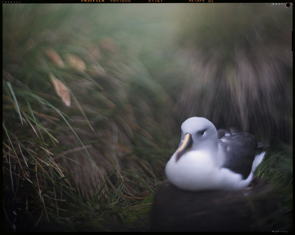 Detail of Albatross on Diego Ramirez Islands, Chile by Anonymous