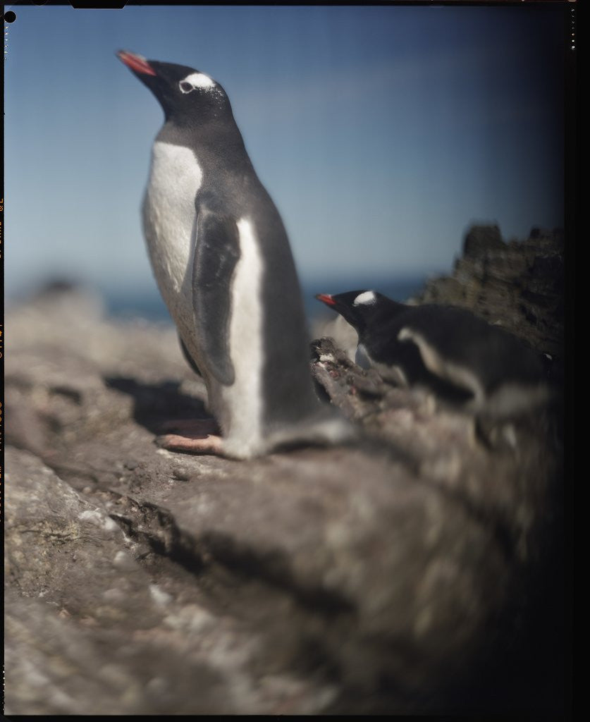 Detail of Gentoo Penguins on Deception Island, Antarctica by Anonymous