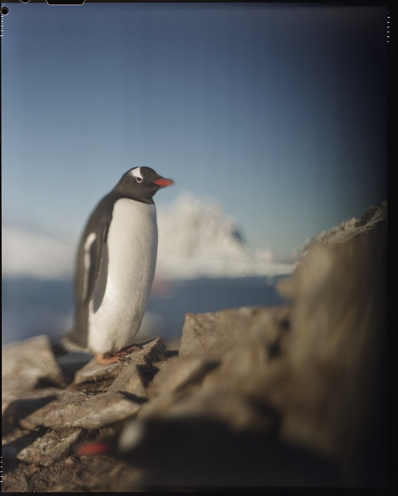 Detail of Gentoo penguin on Petermann Island, Antarctica by Anonymous