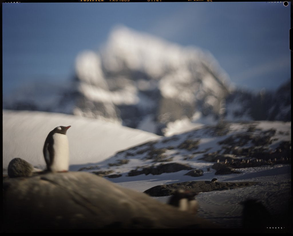 Detail of Gentoo penguin on Goudier Island, Antarctica by Anonymous