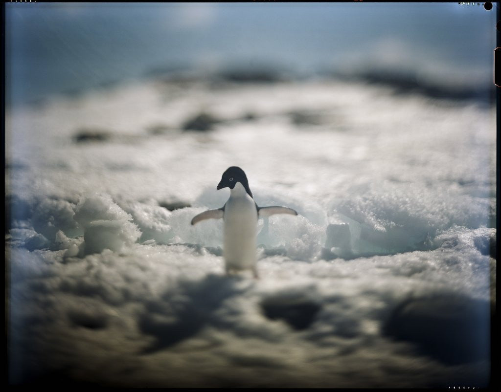 Detail of Adelie penguin, Antarctica by Anonymous