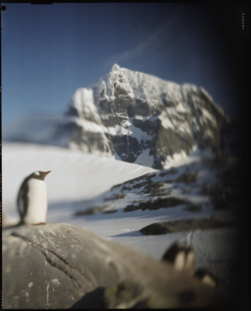 Detail of Gentoo penguin on Wiencke Island, Antarctica by Anonymous
