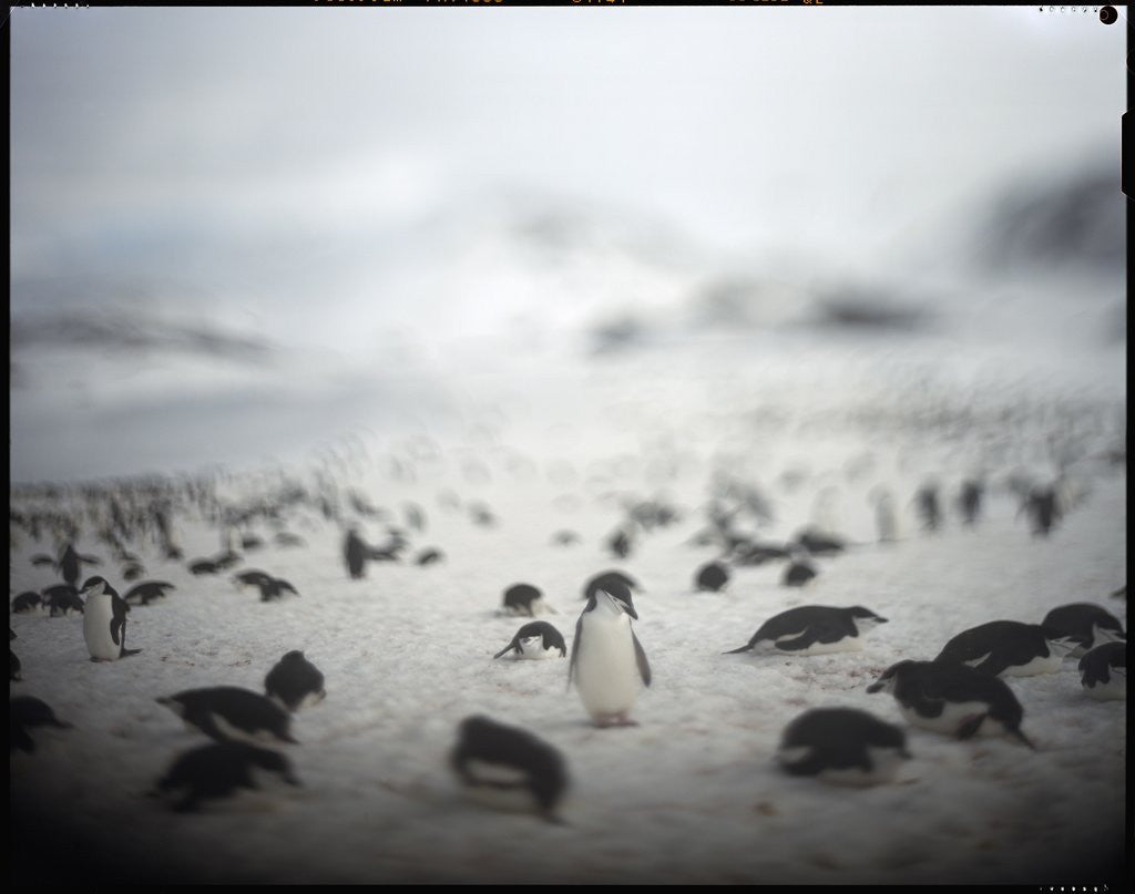Detail of Chinstrap penguins, Antarctica by Anonymous