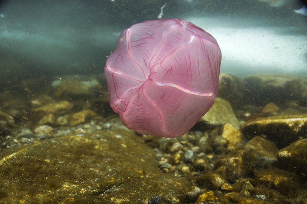 Detail of Underwater jellyfish in Cuverville Island, Antarctica by Anonymous