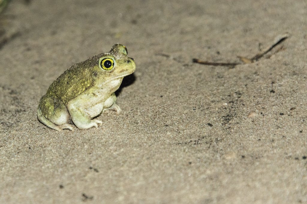 Detail of Couch's Spadefoot Toad by Anonymous