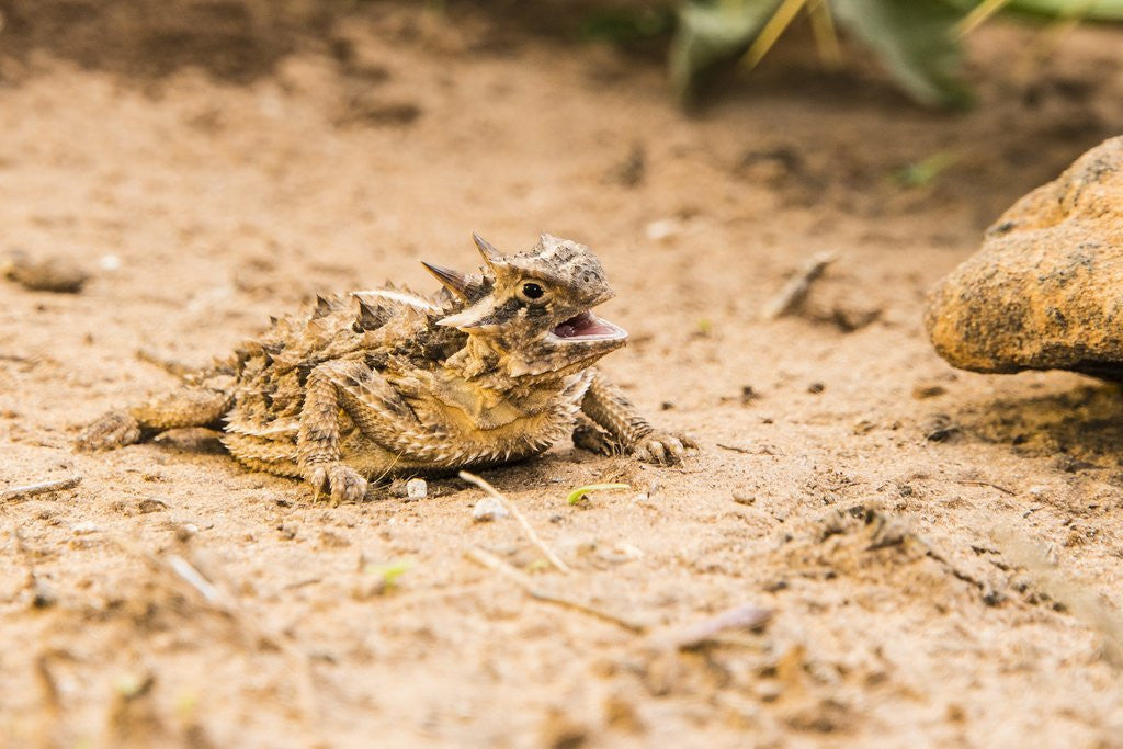 Detail of Texas Horned Lizard by Anonymous