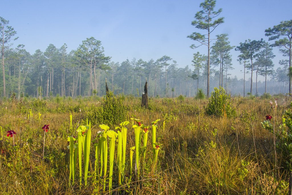 Detail of Pitcher Plant Bog and Pine forest by Anonymous