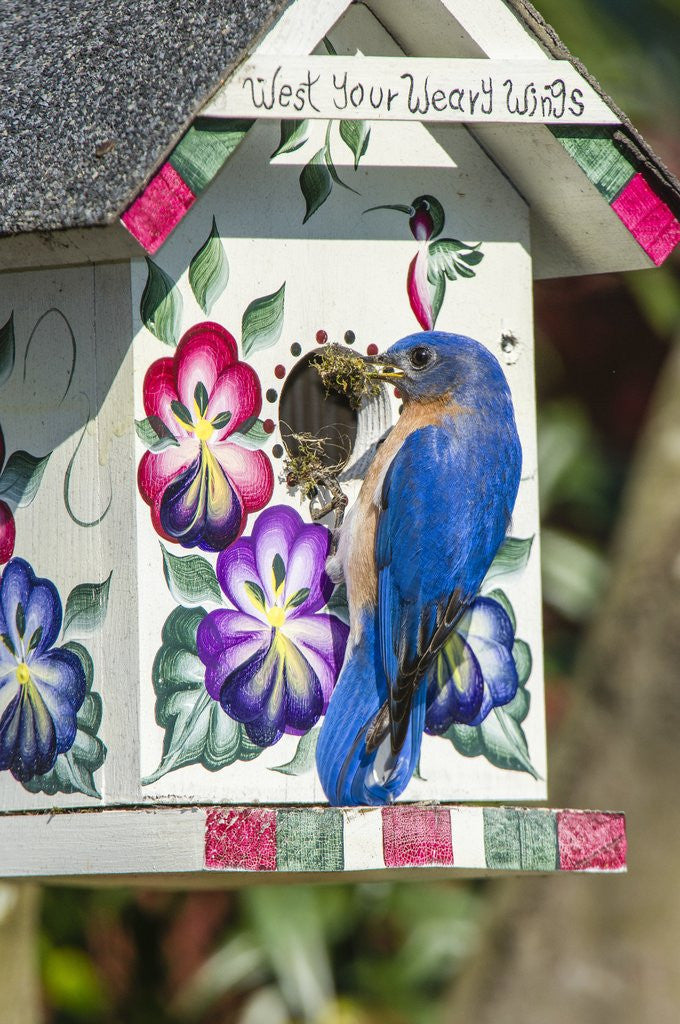 Detail of Eastern Bluebird sitting on bird house by Anonymous