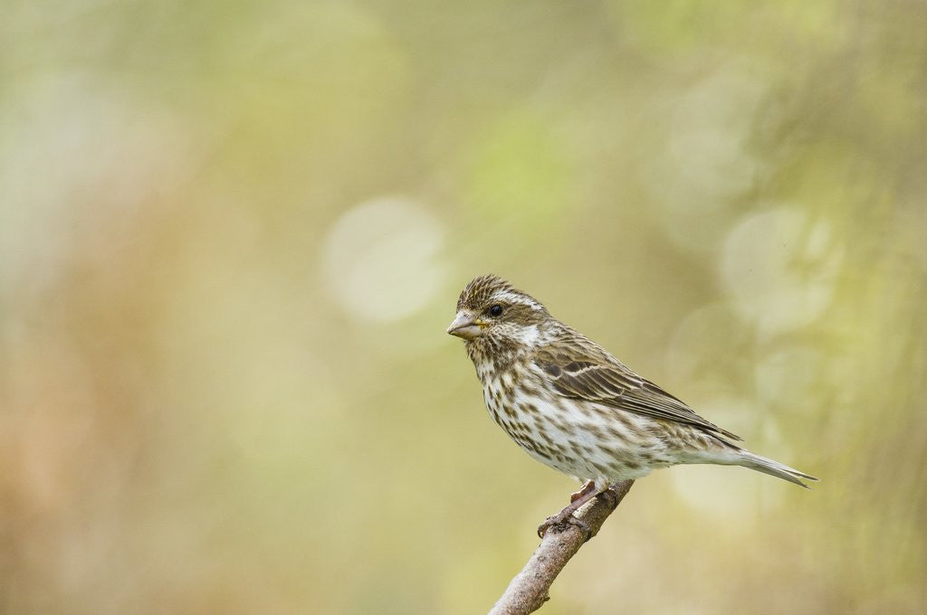 Detail of Side view of female Purple Finch perching on branch by Anonymous