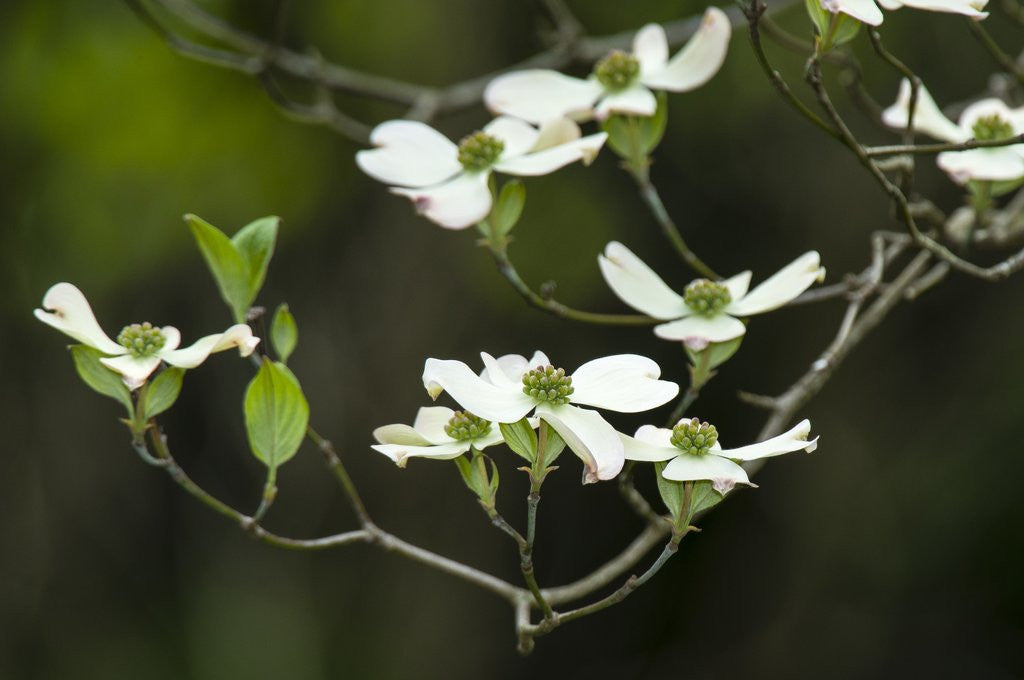 Detail of Close-up of Dogwood Bloom by Corbis