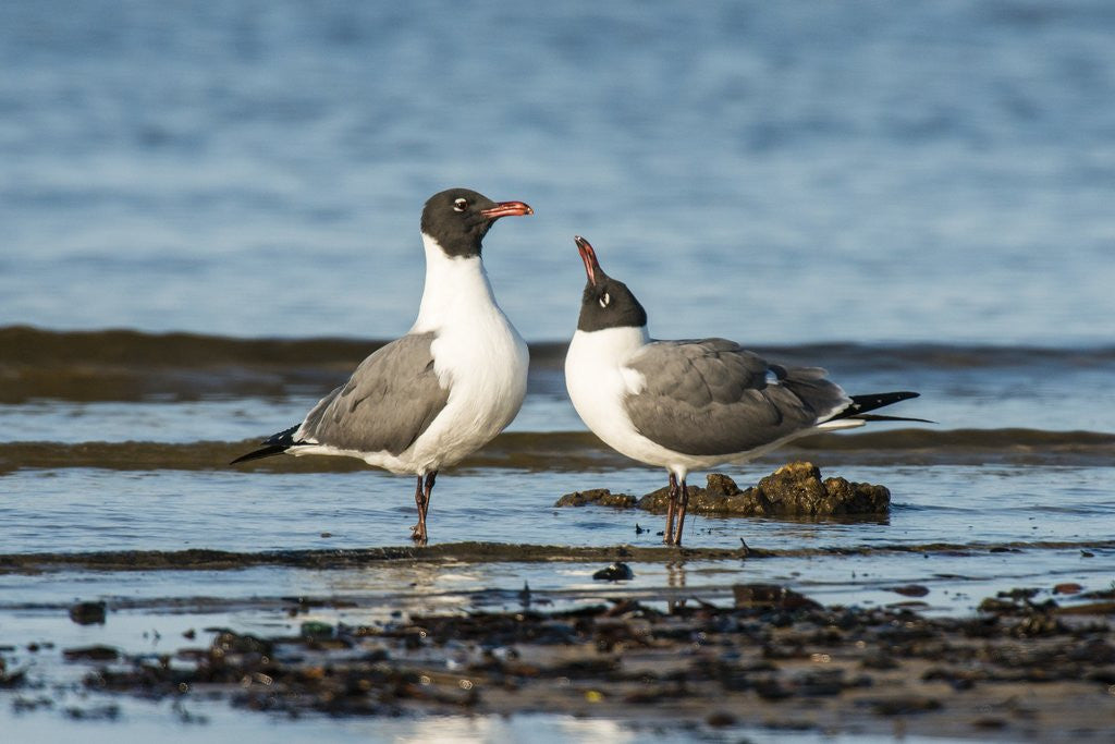 Detail of View of Laughing Gull standing in water by Anonymous