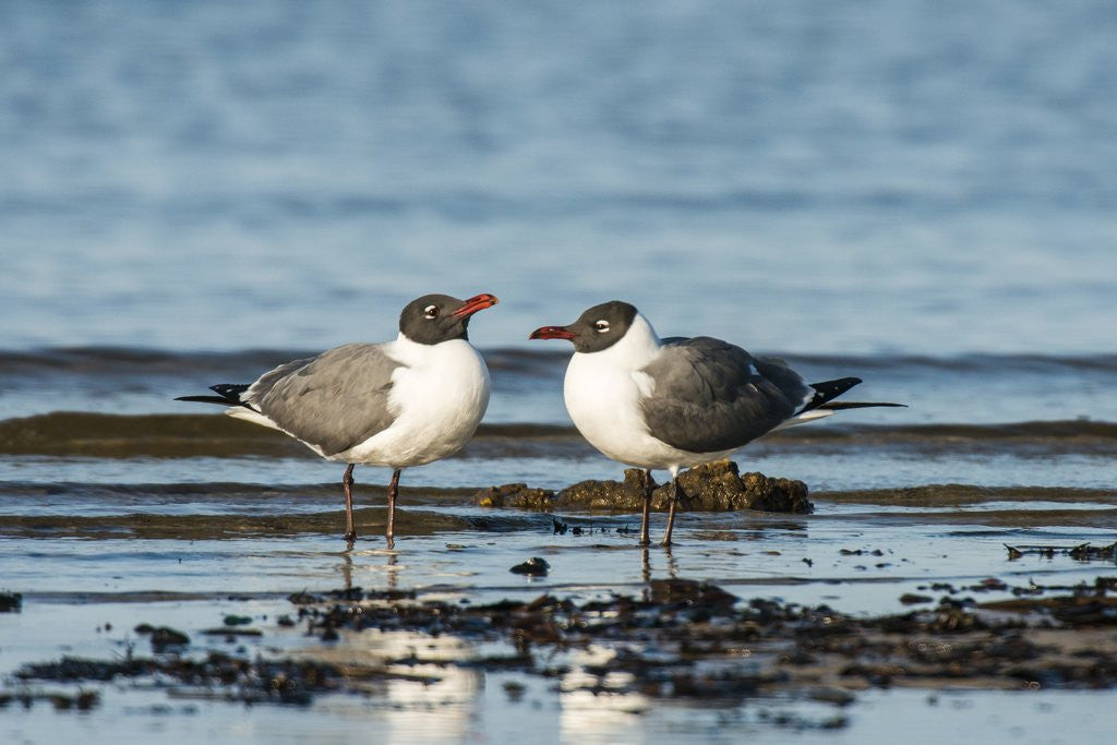 Detail of View of Laughing Gull standing in water by Anonymous