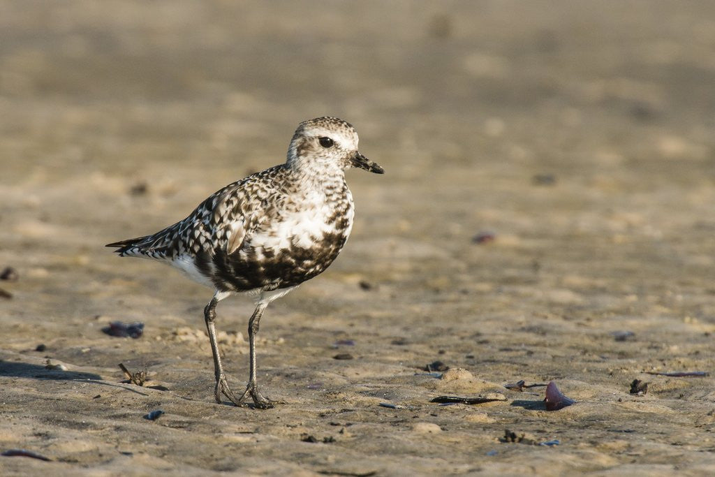 Detail of View of Black-bellied Plover by Anonymous