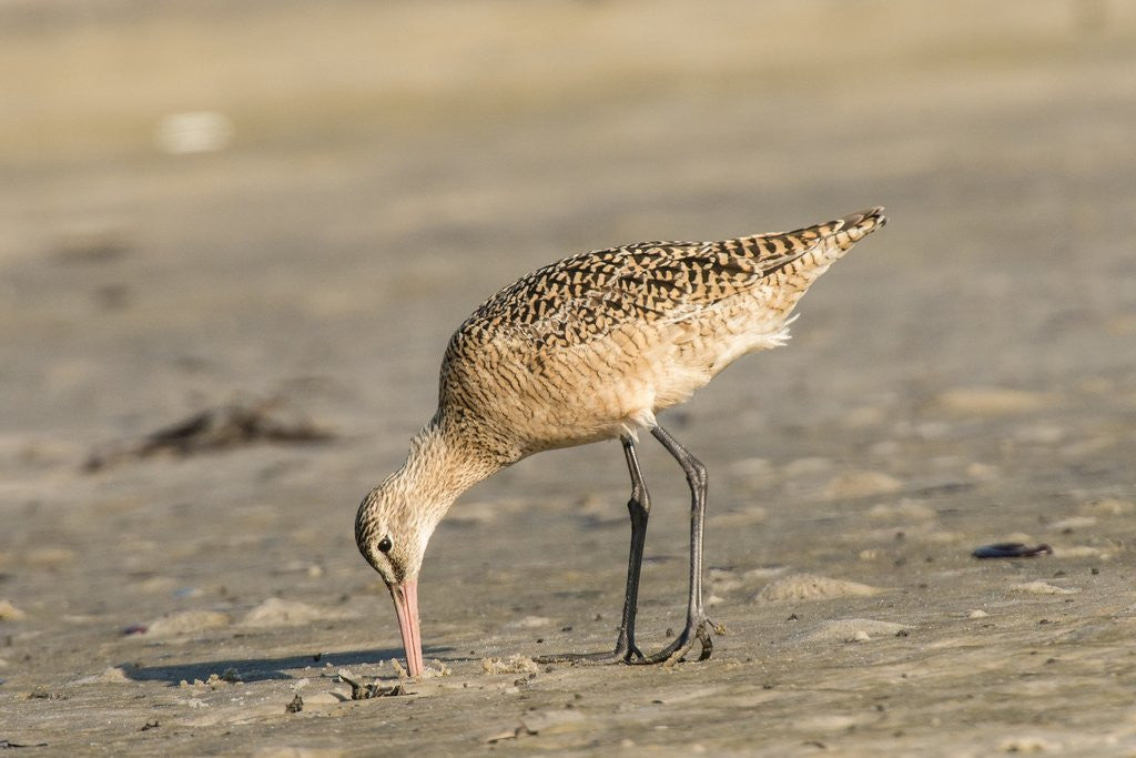 Detail of Side view of Marbled Godwit by Anonymous