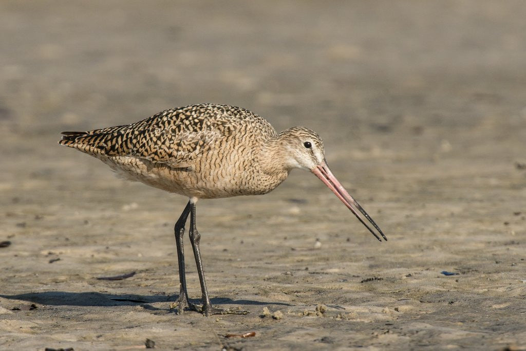 Detail of Side view of Marbled Godwit by Anonymous