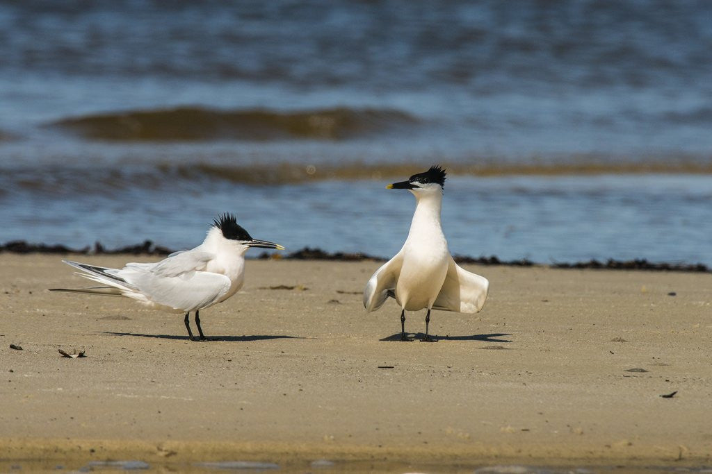 Detail of View of Royal Tern on sandy beach by Anonymous