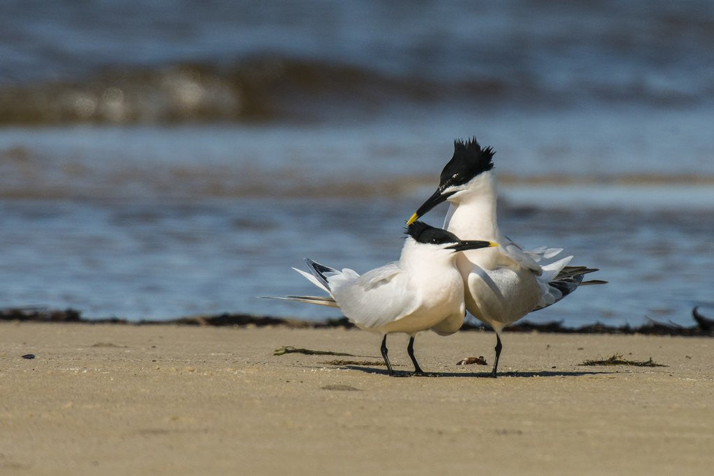 Detail of View of Royal Tern on sandy beach by Anonymous