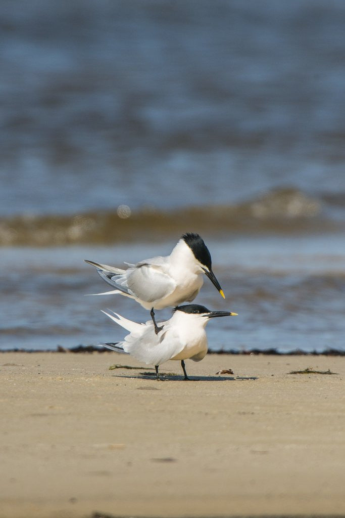 Detail of View of Royal Tern on sandy beach by Anonymous