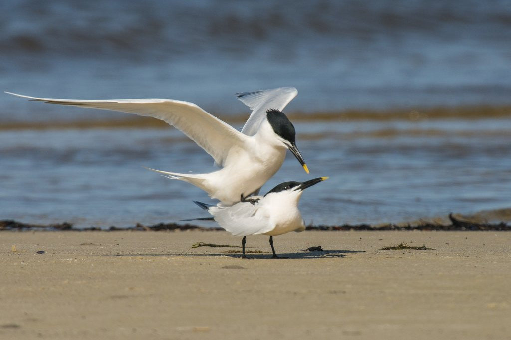 Detail of View of Royal Tern on sandy beach by Corbis
