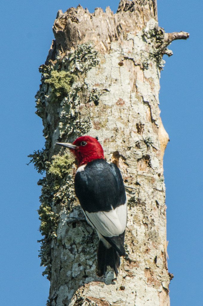 Detail of View of Red-headed Woodpecker by Anonymous