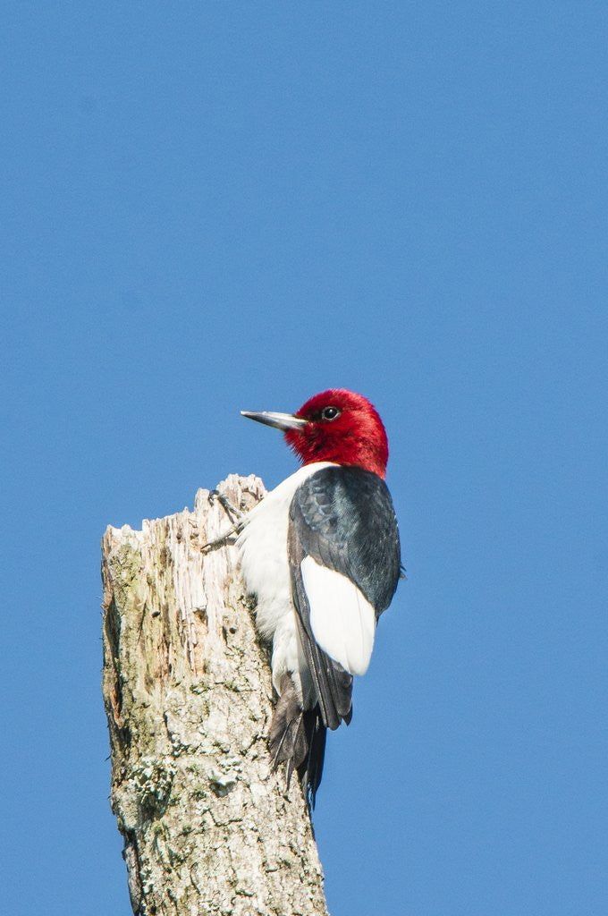 Detail of View of Red-headed Woodpecker by Anonymous