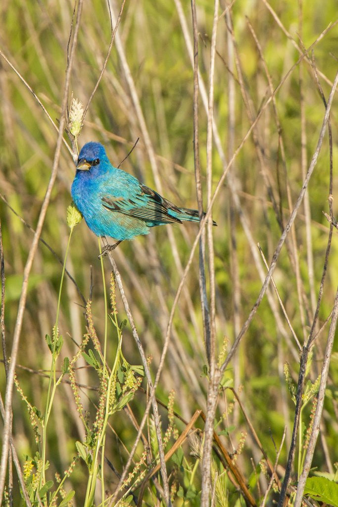 Detail of View of Indigo Bunting perching on twig by Anonymous