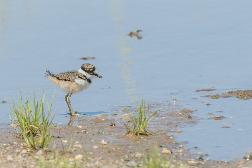 Detail of Side view of Killdeer wading in water by Anonymous