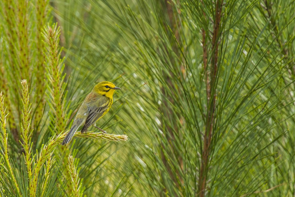 Detail of Side view of Prairie Warbler perching on twig by Anonymous
