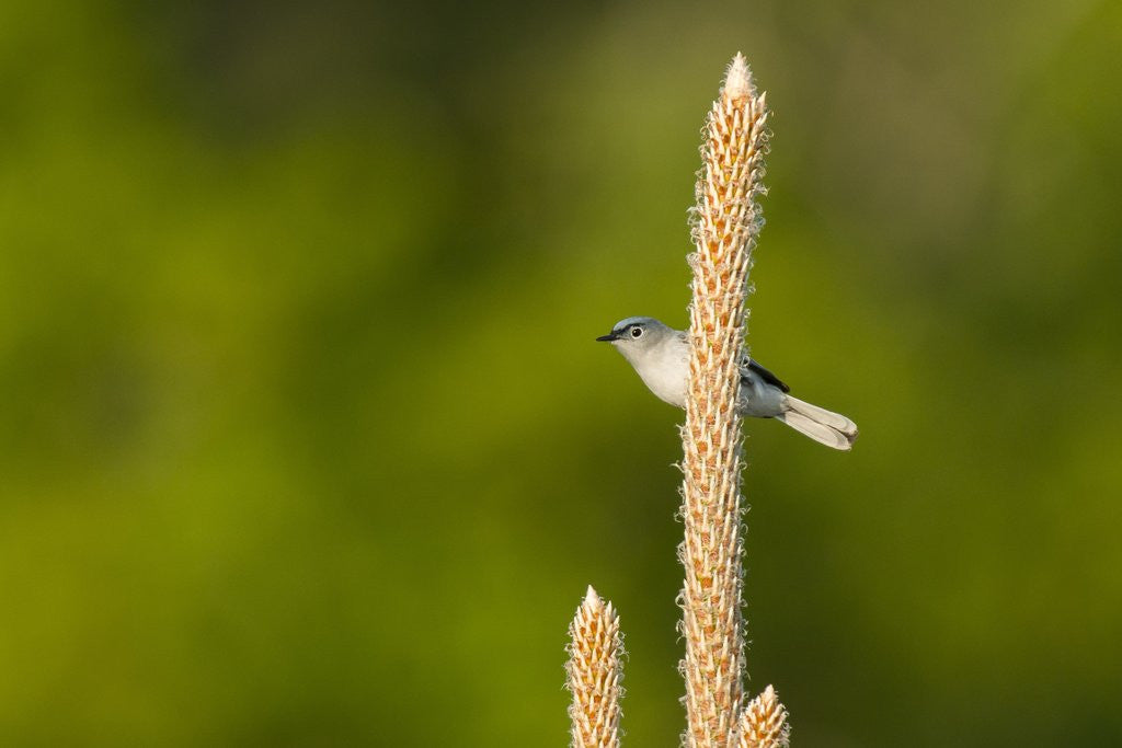 Detail of Side view of Bluegray Gnatcatcher perching on twig by Anonymous