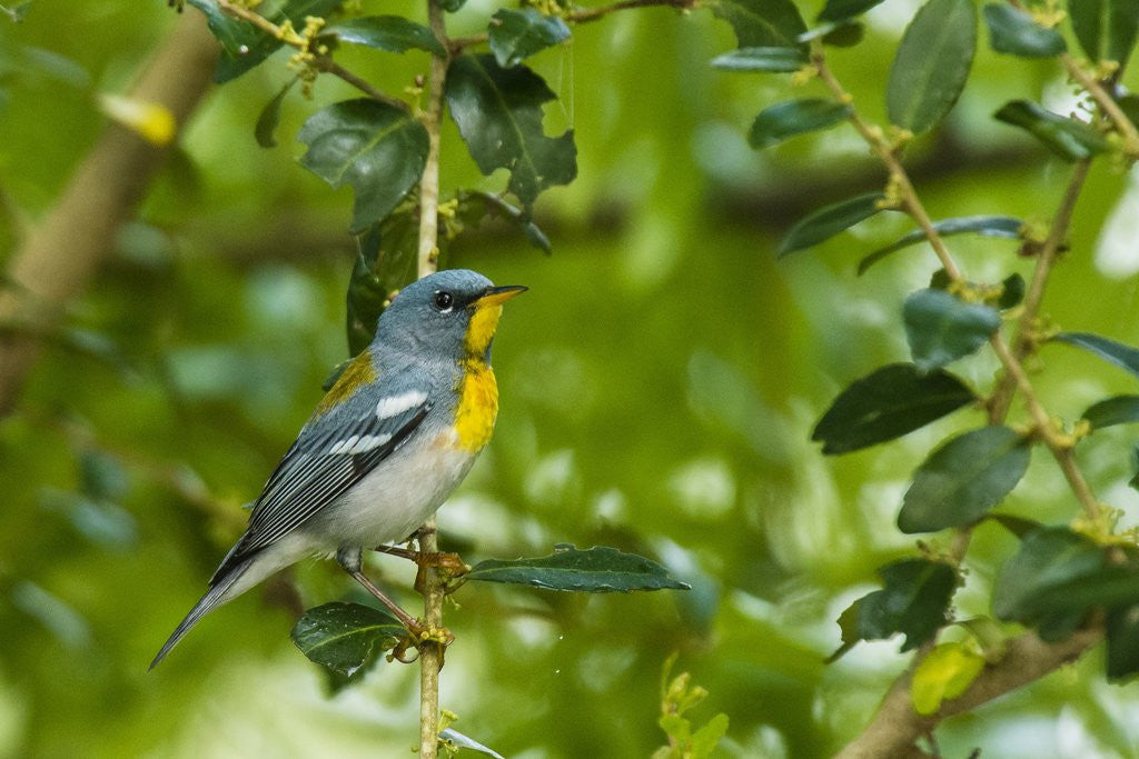 Detail of Side view of Northern Parula perching on twig by Anonymous