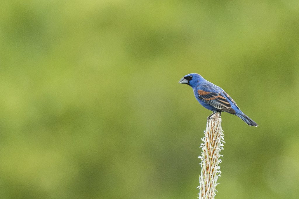 Detail of Blue Grosbeak perching on plant by Anonymous